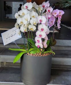 گلدان ارکیده کد 01
