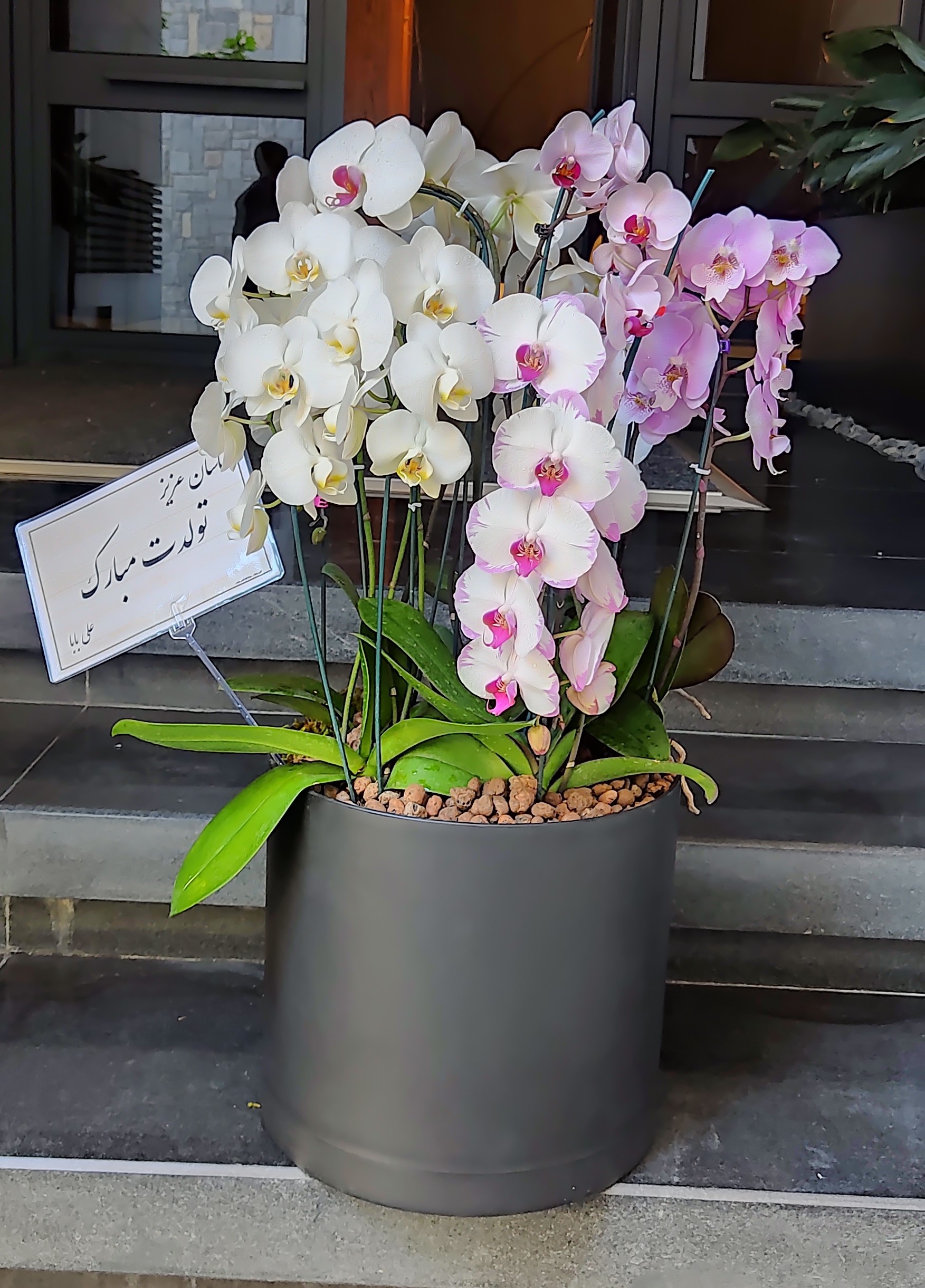 گلدان ارکیده کد 01