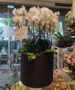 گلدان ارکیده کد 02