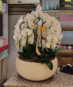 گلدان ارکیده کد 03