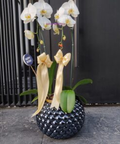 گلدان ارکیده کد 07
